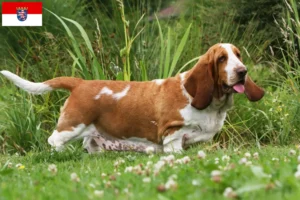 Read more about the article Basset Hound opdrættere og hvalpe i Hessen