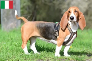 Read more about the article Basset Hound-opdrættere og hvalpe i Italien