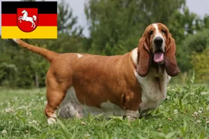 Read more about the article Basset Hound-opdrættere og hvalpe i Niedersachsen