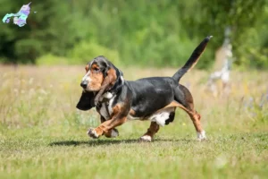 Read more about the article Basset Hound opdrættere og hvalpe i Nordjylland