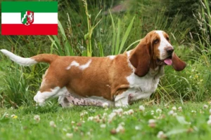 Read more about the article Basset Hound opdrættere og hvalpe i Nordrhein-Westfalen