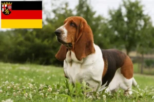 Read more about the article Basset Hound opdrættere og hvalpe i Rheinland-Pfalz