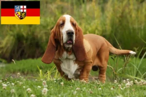 Read more about the article Basset Hound opdrættere og hvalpe i Saarland