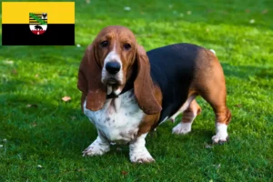 Read more about the article Basset Hound-opdrættere og hvalpe i Sachsen-Anhalt