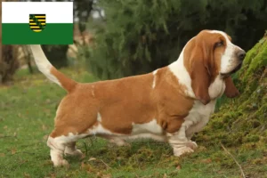 Read more about the article Basset Hound-opdrættere og hvalpe i Sachsen