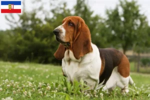 Read more about the article Basset Hound opdrættere og hvalpe i Schleswig-Holstein