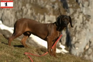 Read more about the article Bavarian Mountain Hound opdrættere og hvalpe i Berlin