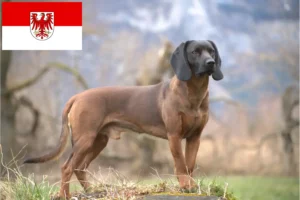 Read more about the article Bavarian Mountain Hound opdrættere og hvalpe i Brandenburg