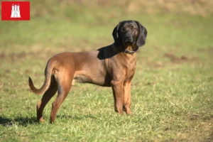 Read more about the article Bavarian Mountain Hound opdrætter og hvalpe i Hamborg