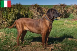 Read more about the article Bavarian Mountain Hound opdrættere og hvalpe i Italien