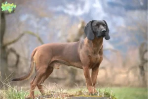 Read more about the article Bavarian Mountain Hound opdrættere og hvalpe i Midtjylland