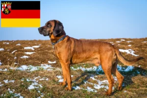 Read more about the article Bavarian Mountain Hound opdrættere og hvalpe i Rheinland-Pfalz