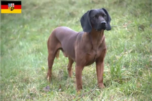 Read more about the article Bavarian Mountain Hound opdrættere og hvalpe i Saarland