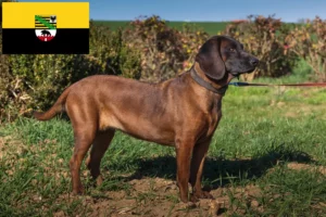 Read more about the article Bavarian Mountain Hound opdrættere og hvalpe i Sachsen-Anhalt