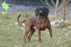 Read more about the article Bavarian Mountain Hound opdrætter og hvalpe i Sjælland