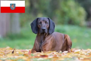 Read more about the article Bavarian Mountain Hound opdrættere og hvalpe i Thüringen