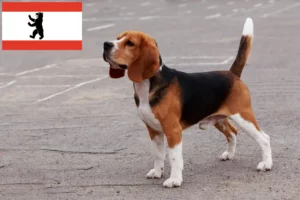 Read more about the article Beagle-opdrættere og hvalpe i Berlin