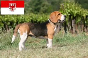 Read more about the article Beagle-opdrættere og hvalpe i Brandenburg