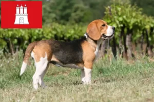 Read more about the article Beagle-opdrættere og hvalpe i Hamborg