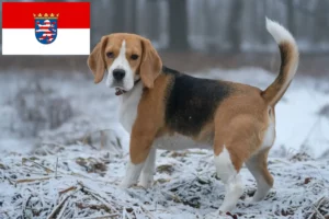 Read more about the article Beagle-opdrættere og hvalpe i Hessen