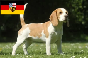 Read more about the article Beagle-opdrættere og hvalpe i Saarland