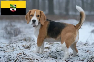 Read more about the article Beagle-opdrættere og hvalpe i Sachsen-Anhalt