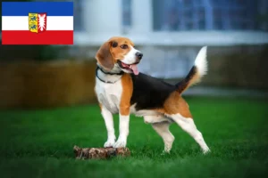 Read more about the article Beagle-opdrættere og hvalpe i Slesvig-Holsten