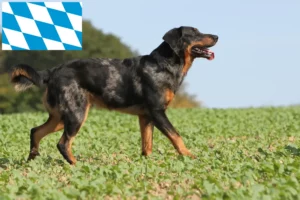 Read more about the article Beauceron-opdrættere og hvalpe i Bayern