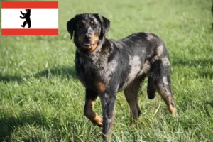 Read more about the article Beauceron-opdrættere og hvalpe i Berlin