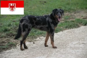 Read more about the article Beauceron-opdrættere og hvalpe i Brandenburg