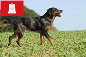 Read more about the article Beauceron-opdrættere og hvalpe i Hamborg