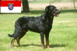 Read more about the article Beauceron-opdrættere og hvalpe i Hessen