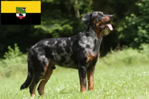 Read more about the article Beauceron-opdrættere og hvalpe i Sachsen-Anhalt