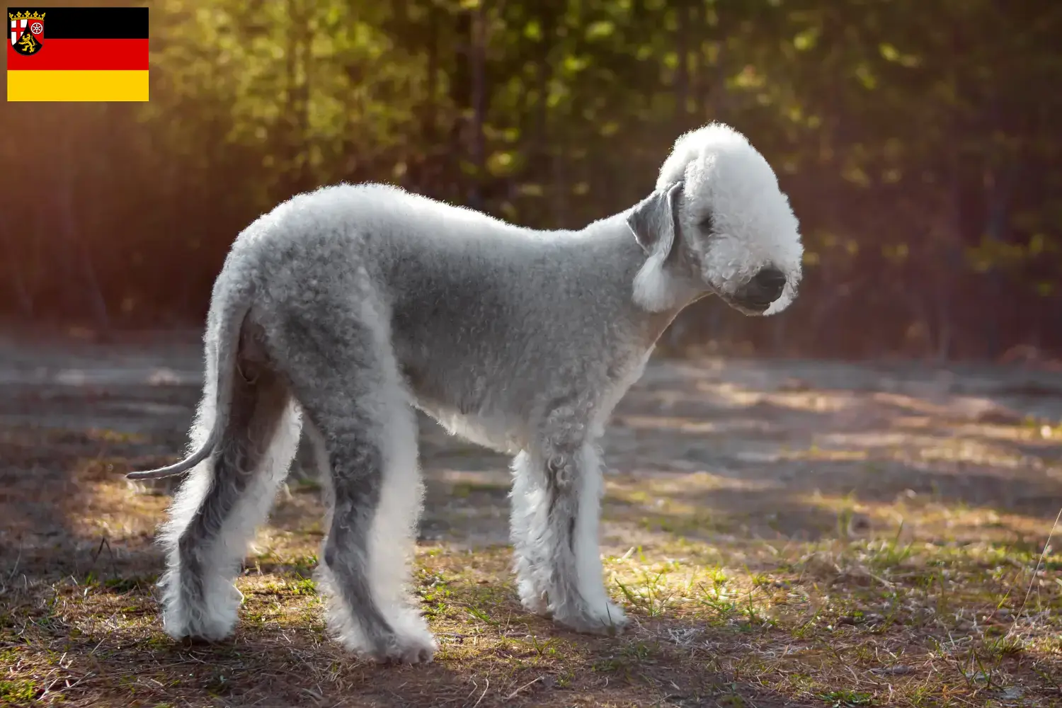 Read more about the article Bedlington Terrier opdrættere og hvalpe i Rheinland-Pfalz