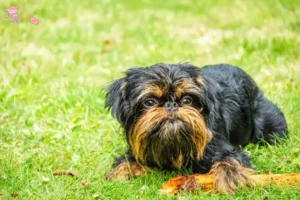 Read more about the article Belgisk Dværg Griffon opdrætter og hvalpe i Hovedstaden