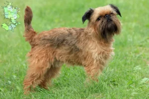 Read more about the article Belgisk Dværg Griffon opdrætter og hvalpe i Sjælland