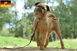 Read more about the article Belgisk Dværg Griffon opdrætter og hvalpe i Saarland