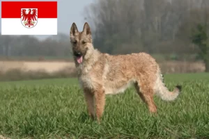 Read more about the article Belgisk hyrdehundeopdrætter og hvalpe i Brandenburg