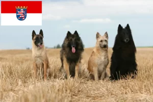 Read more about the article Belgisk hyrdehundeopdrætter og hvalpe i Hessen