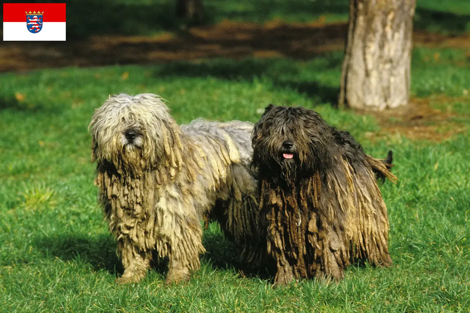 Read more about the article Bergamasker hyrdehund Opdrætter og hvalpe i Hessen