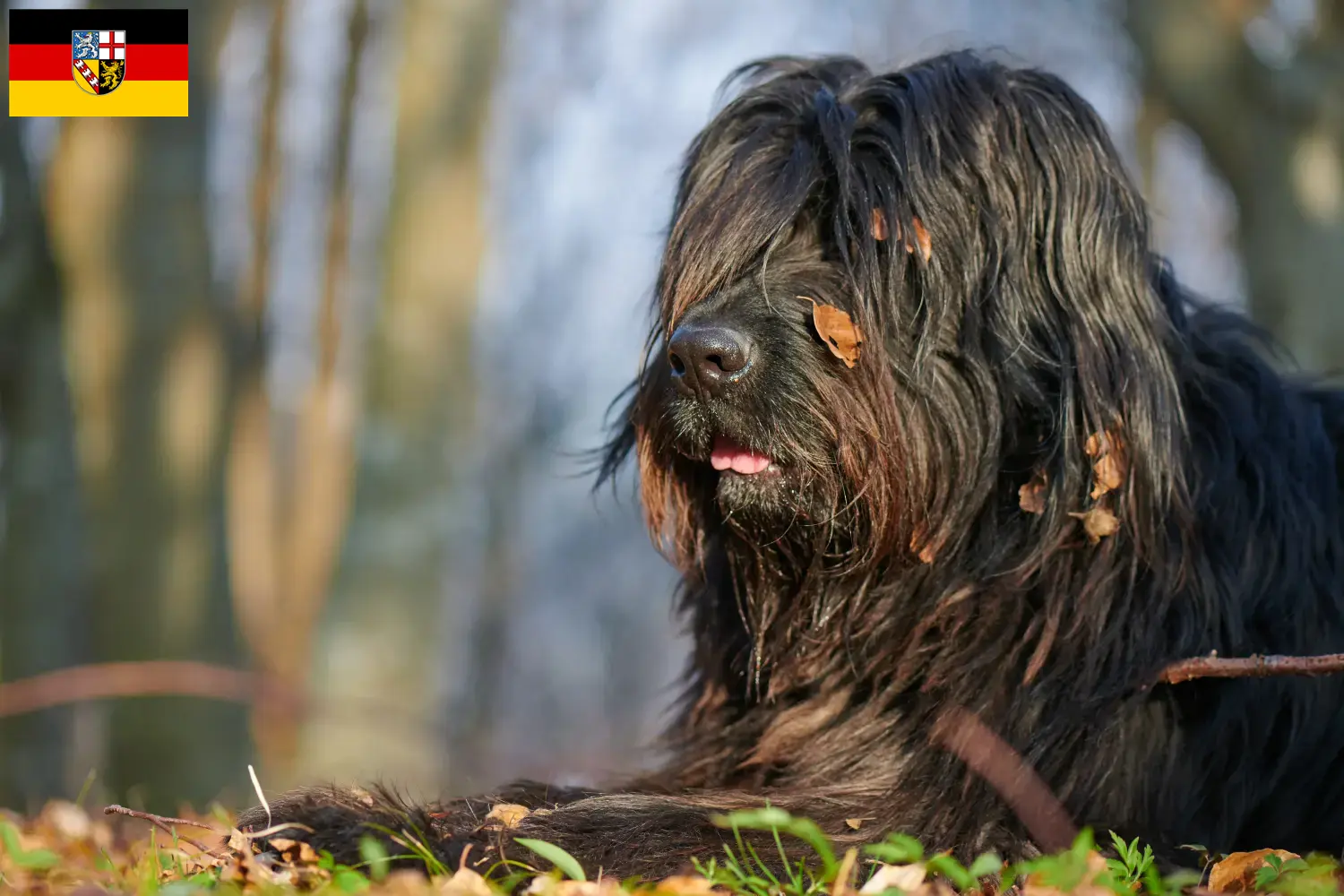 Read more about the article Bergamasker hyrdehundeopdrætter og hvalpe i Saarland