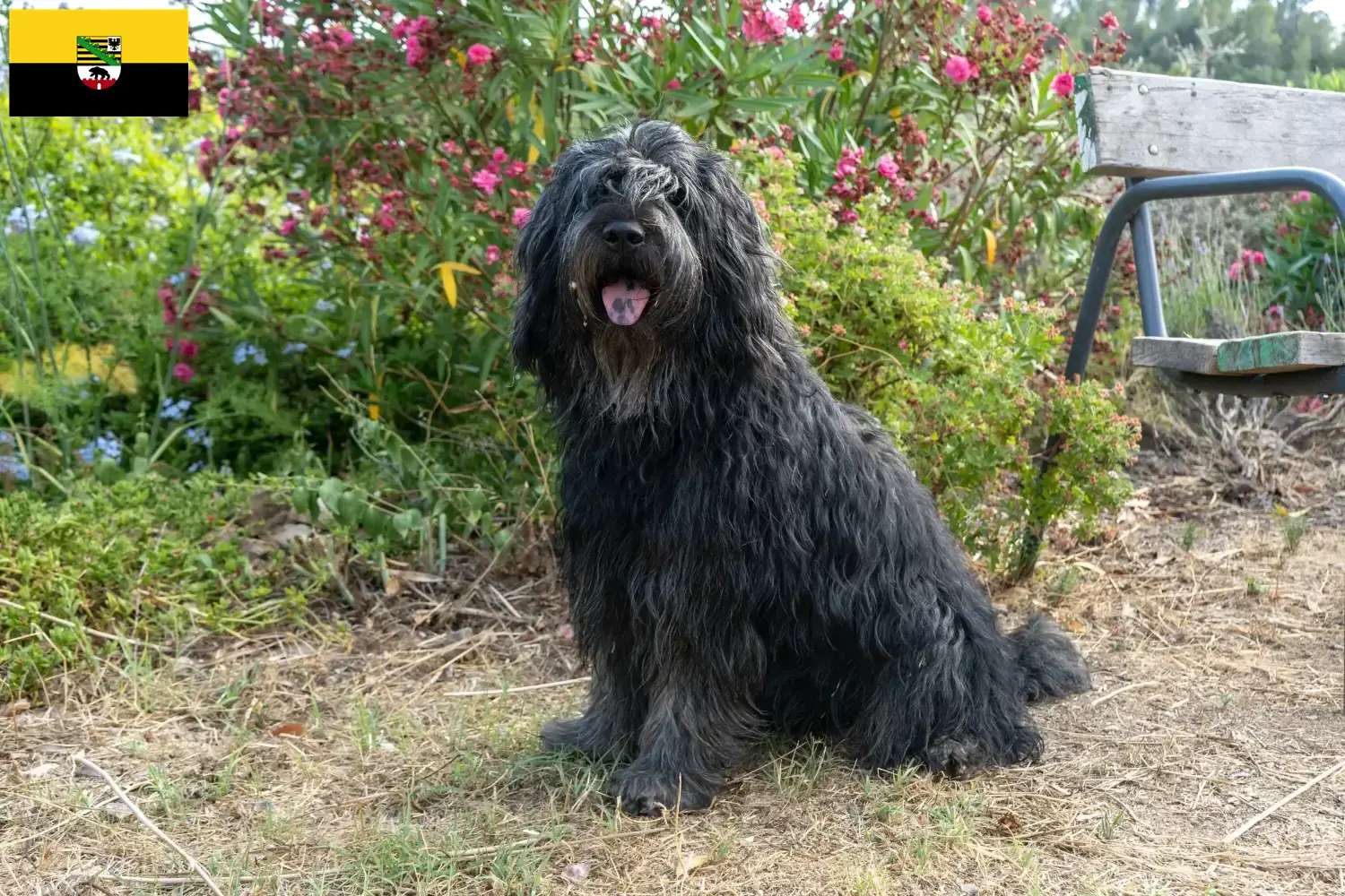 Read more about the article Bergamasker hyrdehund Opdrætter og hvalpe i Sachsen-Anhalt