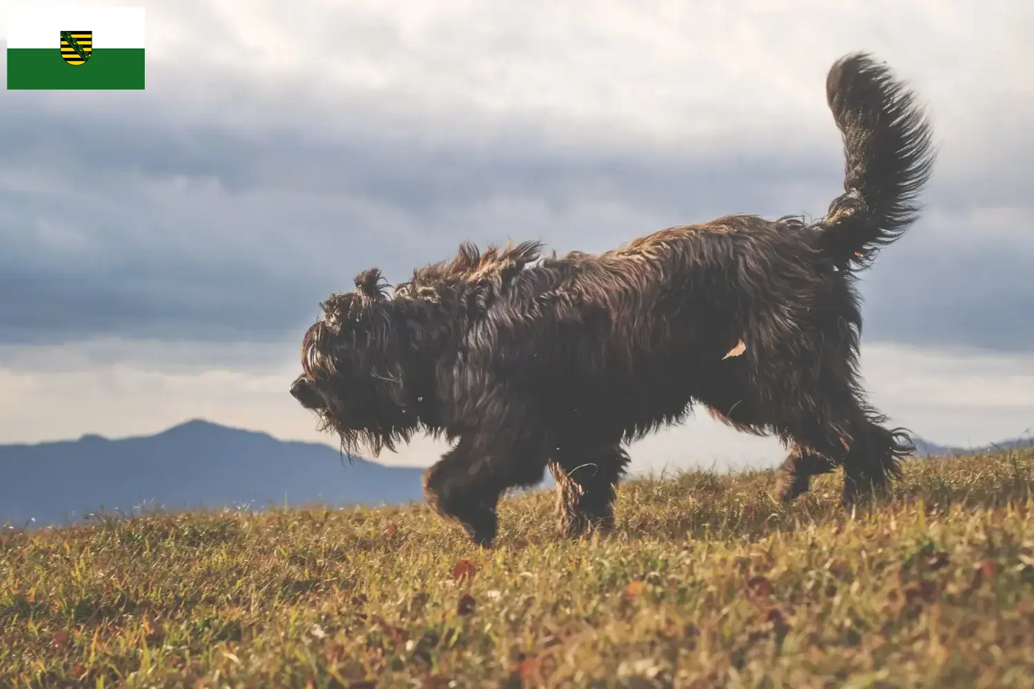 Read more about the article Bergamasker hyrdehundeopdrætter og hvalpe i Sachsen