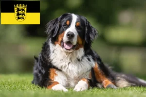 Read more about the article Berner Sennenhunde opdrætter og hvalpe i Baden-Württemberg