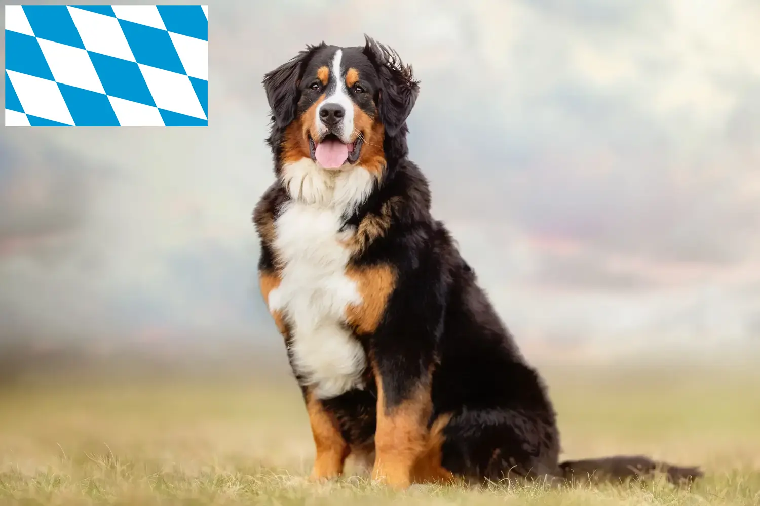 Read more about the article Berner Sennenhundeopdrætter og hvalpe i Bayern