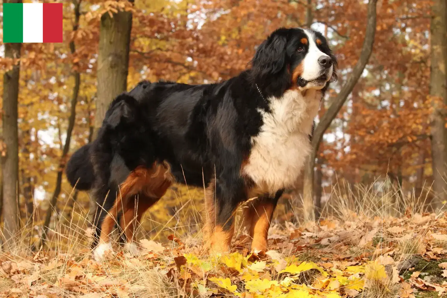 Read more about the article Berner Sennenhundeopdrætter og hvalpe i Italien