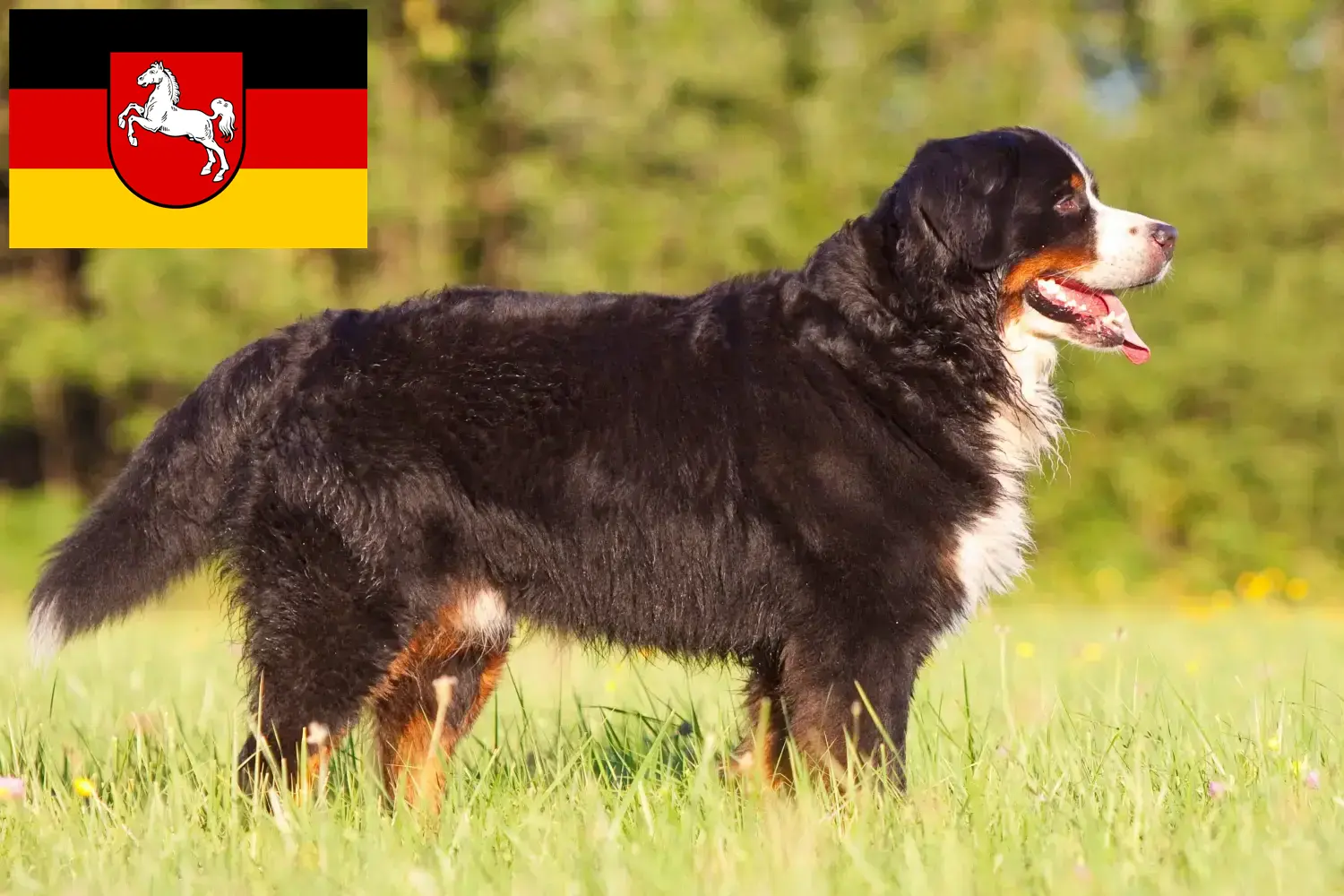 Read more about the article Berner Sennenhundeopdrætter og hvalpe i Niedersachsen