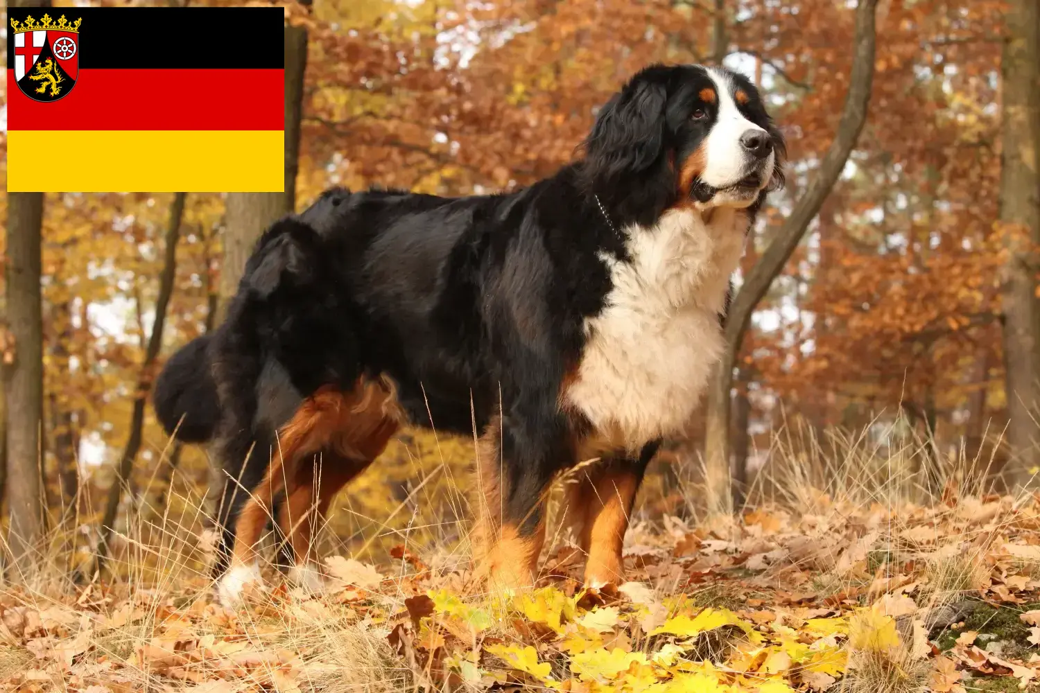 Read more about the article Berner Sennenhunde opdrætter og hvalpe i Rheinland-Pfalz