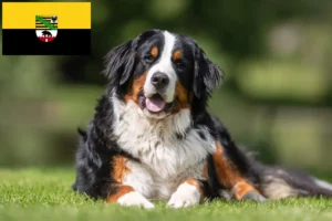 Read more about the article Berner Sennenhundeopdrætter og hvalpe i Sachsen-Anhalt