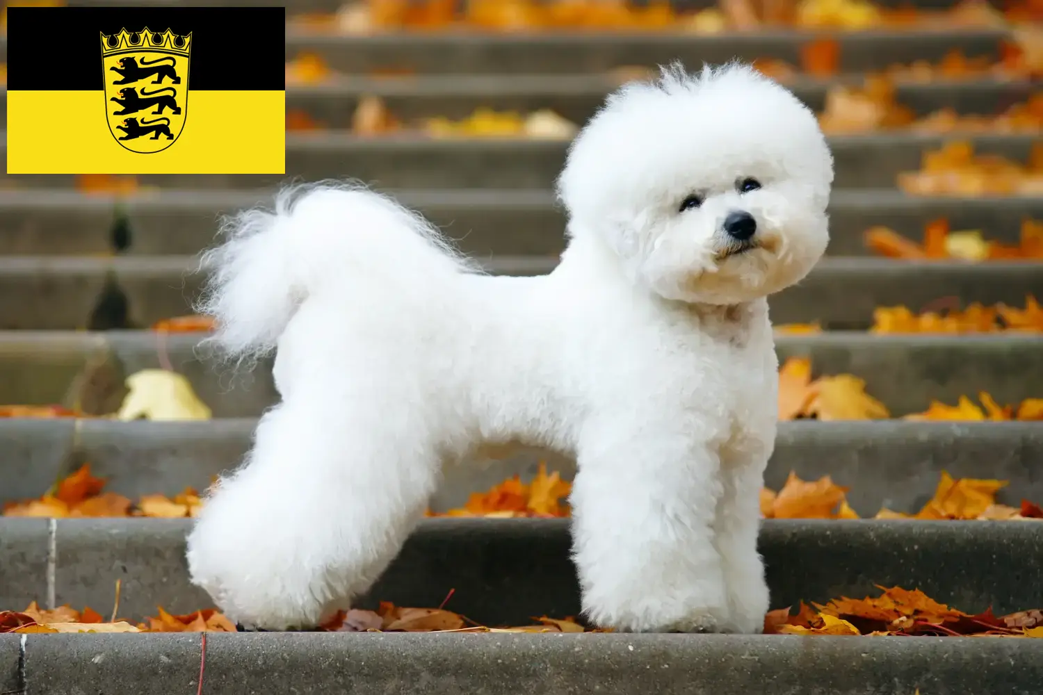 Read more about the article Bichon Frisé opdrættere og hvalpe i Baden-Württemberg